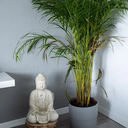 Breakfast In Bed Frühstückspension Hörschhausen